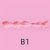 B1