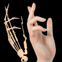 2.0指骨関節[+10,000円]